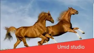 AT CHAPKY ARAZMATOVLARDA TURTKUL MISKIN (28 01 2026) UMID STUDIO