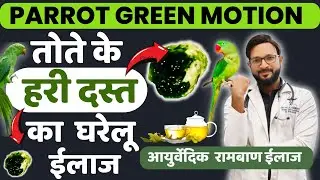 Baby Parrot GREEN DROPPING / Loose Motion Treatment At Home | Parrot Diarrhea Treatment  | In Hindi