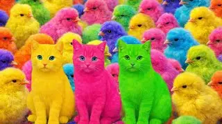 Tangkap Ayam Lucu, ayam warna warni, ayam rainbow, kelinci lucu, bebek lucu, ikan koi, Hewan Lucu