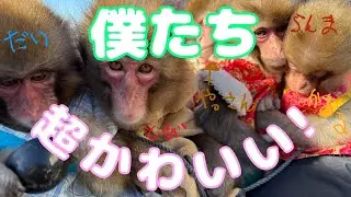 ある日の風景　モンタメのお猿さん達はこんなに平和なんです🥰