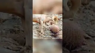 Адаптация которая шокировала учёных 🧬