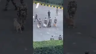 Adorable Dogs Team Up with Army Soldiers for HILARIOUS Parade Training! 🐾💥
