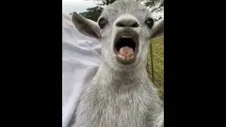 little lamb screaming