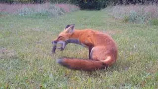 Red Fox Pup Catches Prey with Second Pounce