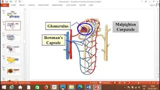XIBIO CH15 EXCRETION&OSMOREGULATION 1