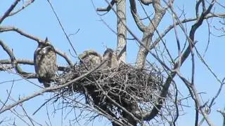 Great Horned Owl Chick stretching its wings