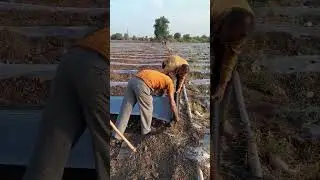 Mulching paper dalne ke liye desi jugad |  #shot #youtubeshorts #agriculture