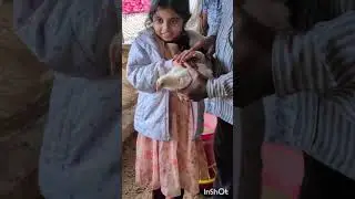 surprise visit to farm . my sister's daughter