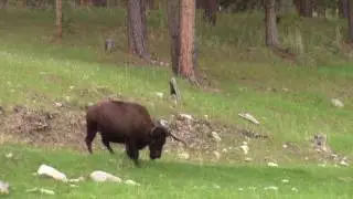 Wild Bison in Black Hills National Forest