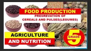 PRESREVATION OF CEREALS AND PULSES(LEGUMES)||AGRICULTURE AND NUTRITION GRADE 5|| FOOD PRODUCTION