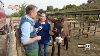 L'antico mercato e fiera del bestiame a Basicò