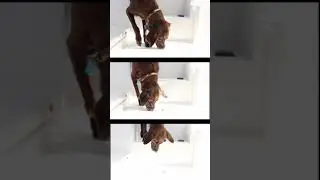 3 Dogs Descend Steep Steps || Labmaraner Dogs || #Shorts