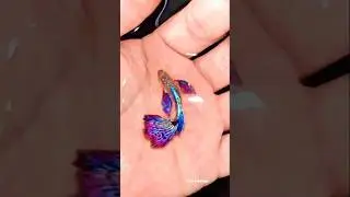 Beautiful Wild Animal Transformation ! 😍