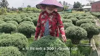 31-12-2026.  Chị tâm.   Mâm xôi tết giá rẻ    xả 250k cặp cực rẻ. 