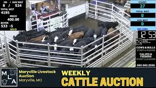 Cattle Auction | Maryville Livestock Auction | October 30, 2025  🐄🔨📊