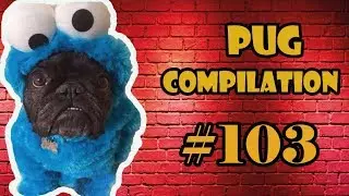 Instagram Pug Videos Compilation 103 | Funny Dogs & Pugs are Awesome