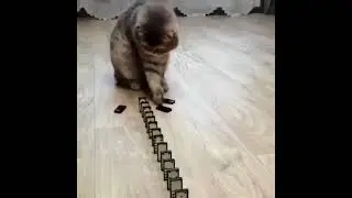 Domino Cat! Cute Cats!! Funny Cats #Shorts