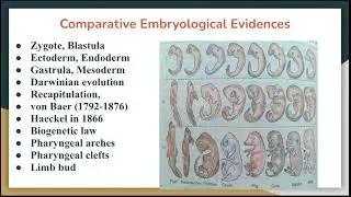 Embryological Evidences