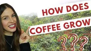 COFFEE GROWING PROCESS FROM THE SEEDS - Specialty Coffee Colombia