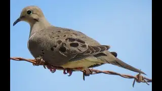 Morning Dove / Rabiche (Zenaida macroura)