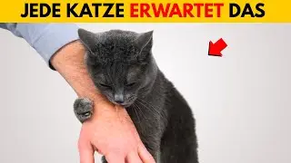 Die unausgesprochenen Regeln, die Katzen von dir erwarten