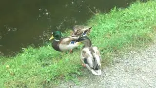 Anatidae - Ducks Invasion 6