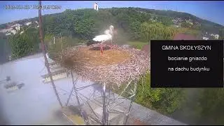Odstraszanie /28.08.25 / Bocian biały SKOŁYSZYN PL