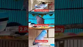 3 perbedaan burung perkutut lokal Bangkok dan croseng