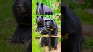 Moon Bear Secrets: Scent Marking & Social Bonding!