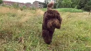 Barbet Sifra searching her ball