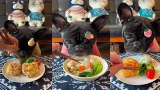 My doggy eeating Tasty Food Hungry Funny Dog 