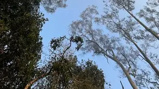 Similipal safari ride #explore #nature #odisha 