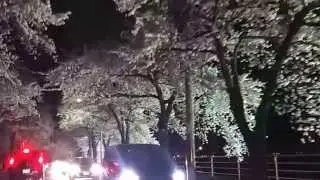Sakura Tunnel Yamagata Japan