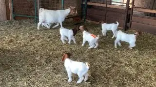 Baby Goats Bebop #shorts #goats #boer #boergoats #ilovegoats #meatgoats #farm #bakr #बकरी #cabra