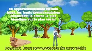 The beneficial effects of legal logging of community forests in Cameroon