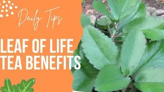 LEAF OF LIFE TEA| Good for cough, cold, lung infection and will help you to sleep better.