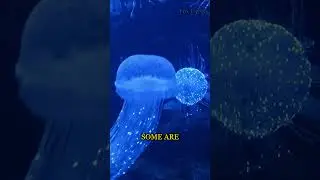 The Immortal Drifters of the Ocean: Jellyfish! 🪼
