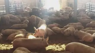 Truck driver hauling over 150 pigs arrested for DWI