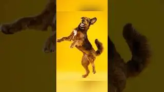 Colourful Dog Photoshoot #puppy #photoshoot #photography