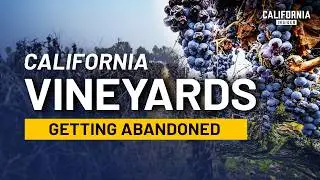 Grapes Left Unharvested: What's Happening in California's Wine Industry