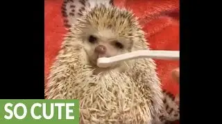 How to get hedgehogs to brush their teeth