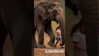 elephant walking.       #viral  #funny   #elephant