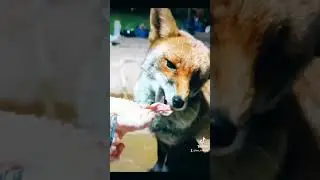 the fox story #shortfeed #funny #shortvideo #pets #funnyanimal #fox #story
