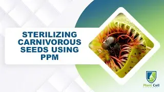 Использование PPM для стерилизации семян плотоядных растений