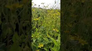 #scenery#kaspathar#nature#relaxing#viral#bgmi#asmr#asmrsounds#asmrsounds#asmrvideo#song#rthd#zara#kk