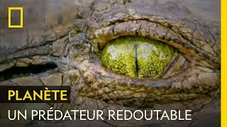 Le crocodile du Nil, le pr&eacute;dateur d'eau douce le plus redoutable d'Afrique