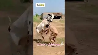 Most Angry Wacha @Danda ny shoqeen
