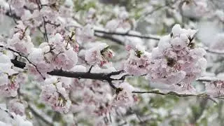 Đừng bỏ em một mình # Nhạc sỹ : Phạm Duy # Lệ Thanh