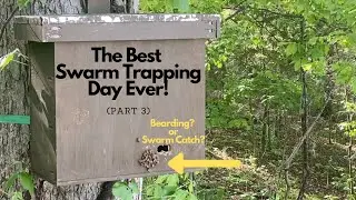 Best Day of Honey Bee Swarm Trapping Ever! (Part 3)