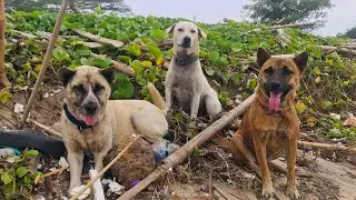 Love Without Borders: Daily Donations for Homeless Dogs.